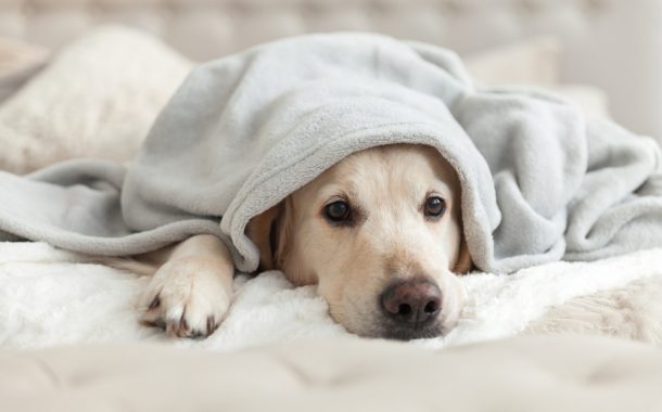 5 Tips For Keeping Pets Warm And Healthy During The Winter