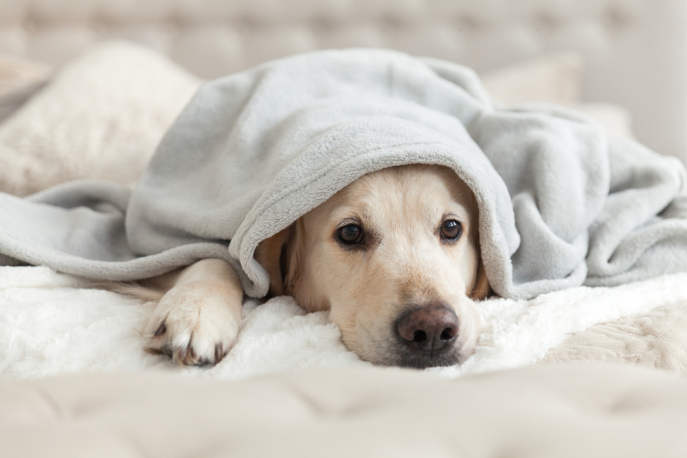 5 Tips For Keeping Pets Warm And Healthy During The Winter